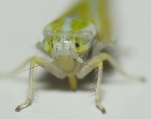 Alebra (coryli-wahlbergi)